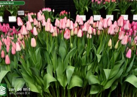 Tulipa Bella Blush ® (1)